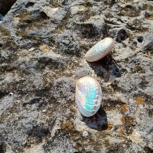 VTG 1960s -1970s, artisan crafted, polished abalone (pāua) shell stud earrings